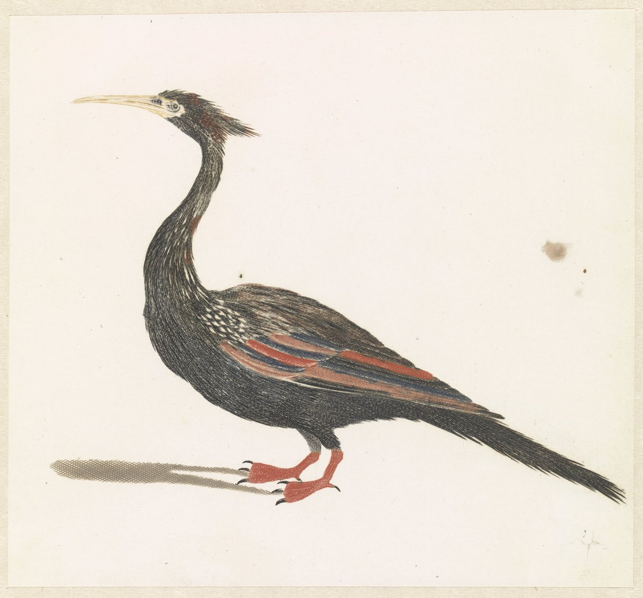 Slangenhalsvogel alkotó: Anonymous
