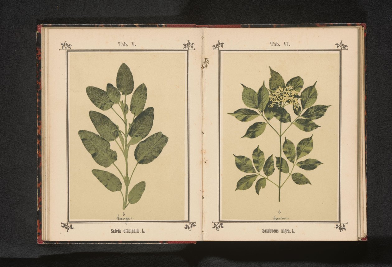 Egy igazi bölcs ága Salvia officinalis. L. (cím a tárgyon) alkotó: Anonymous