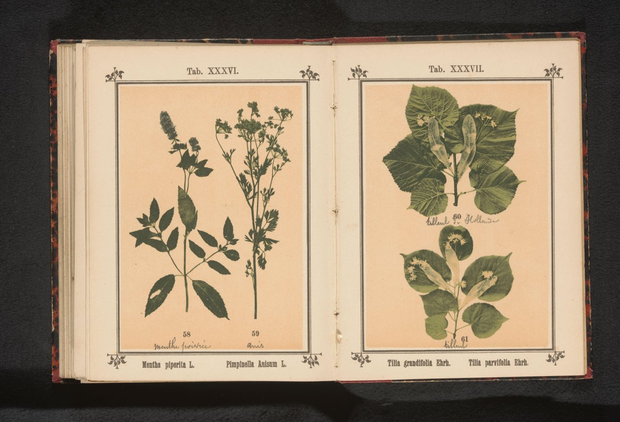 Nyári hárs ága és téli hárs ága Tilia grandifolia Ehrh. Tilia parvifolia Ehrh. (cím a tárgyon) alkotó: Anonymous