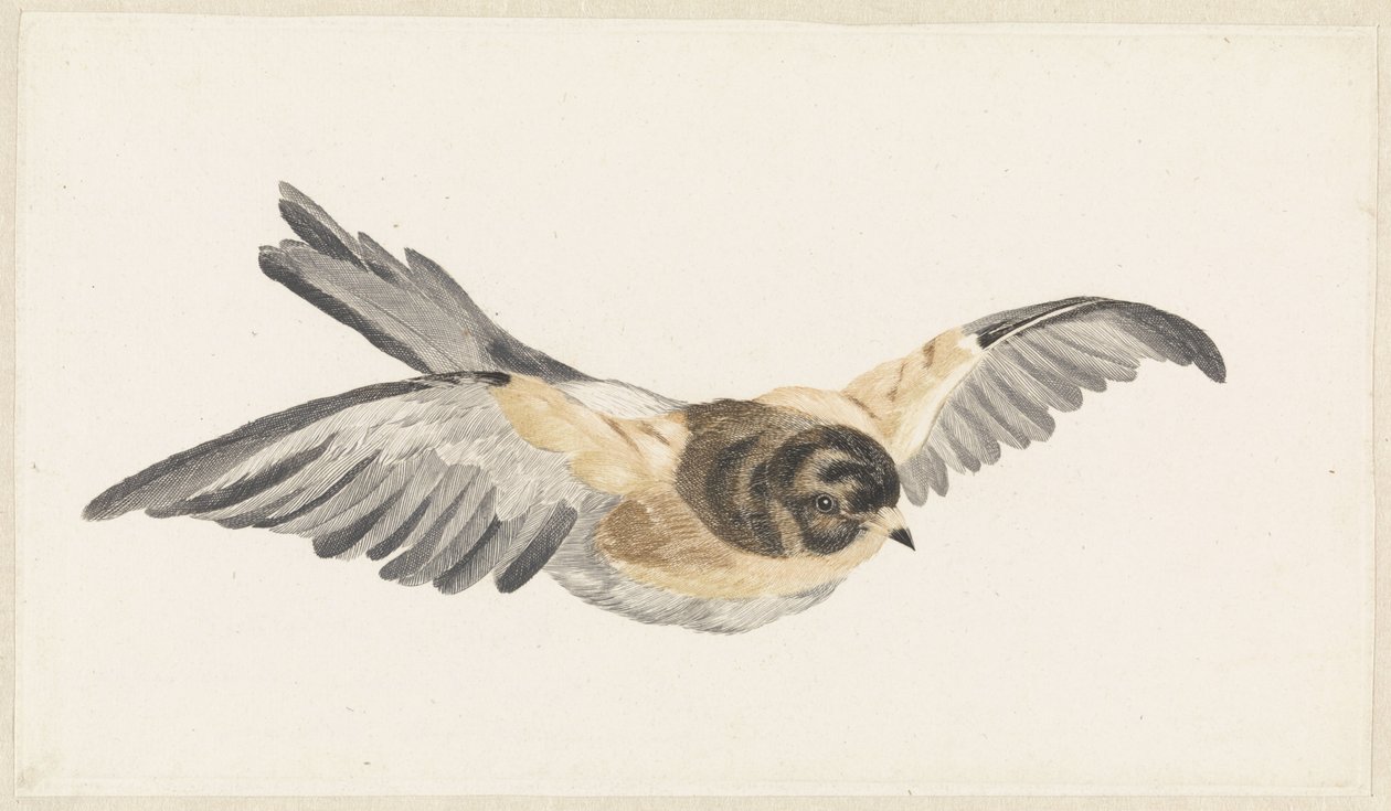 Vliegende tart (Fringilla montifringilla) alkotó: Anonymous