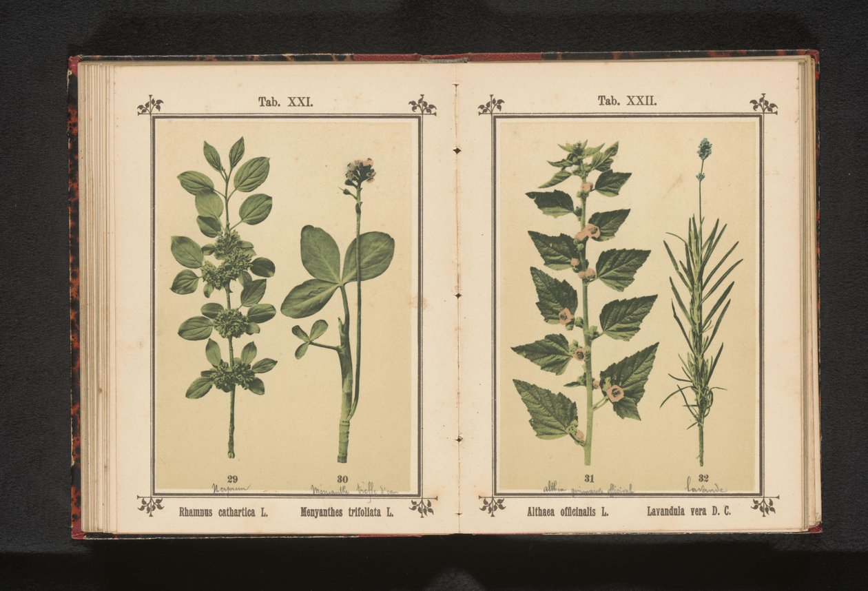Wedgedoorn és vízszáraz levelek Rhamnus cathartica L. Menyanthes trifoliata L. (cím a tárgyon) alkotó: Anonymous