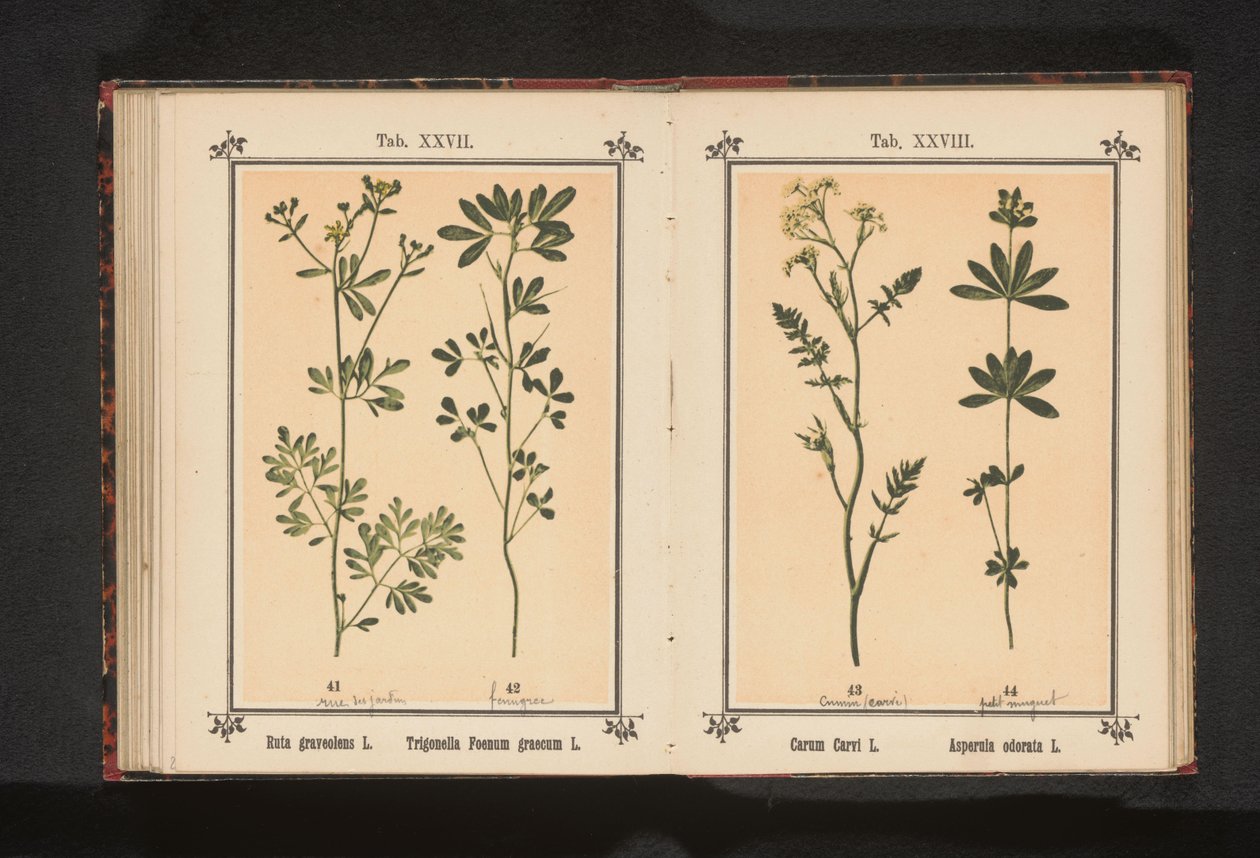 Wijnruit en fenegriek Ruta graveolens L. Trigonella Foenum graecum L. (cím a tárgyon) alkotó: Anonymous