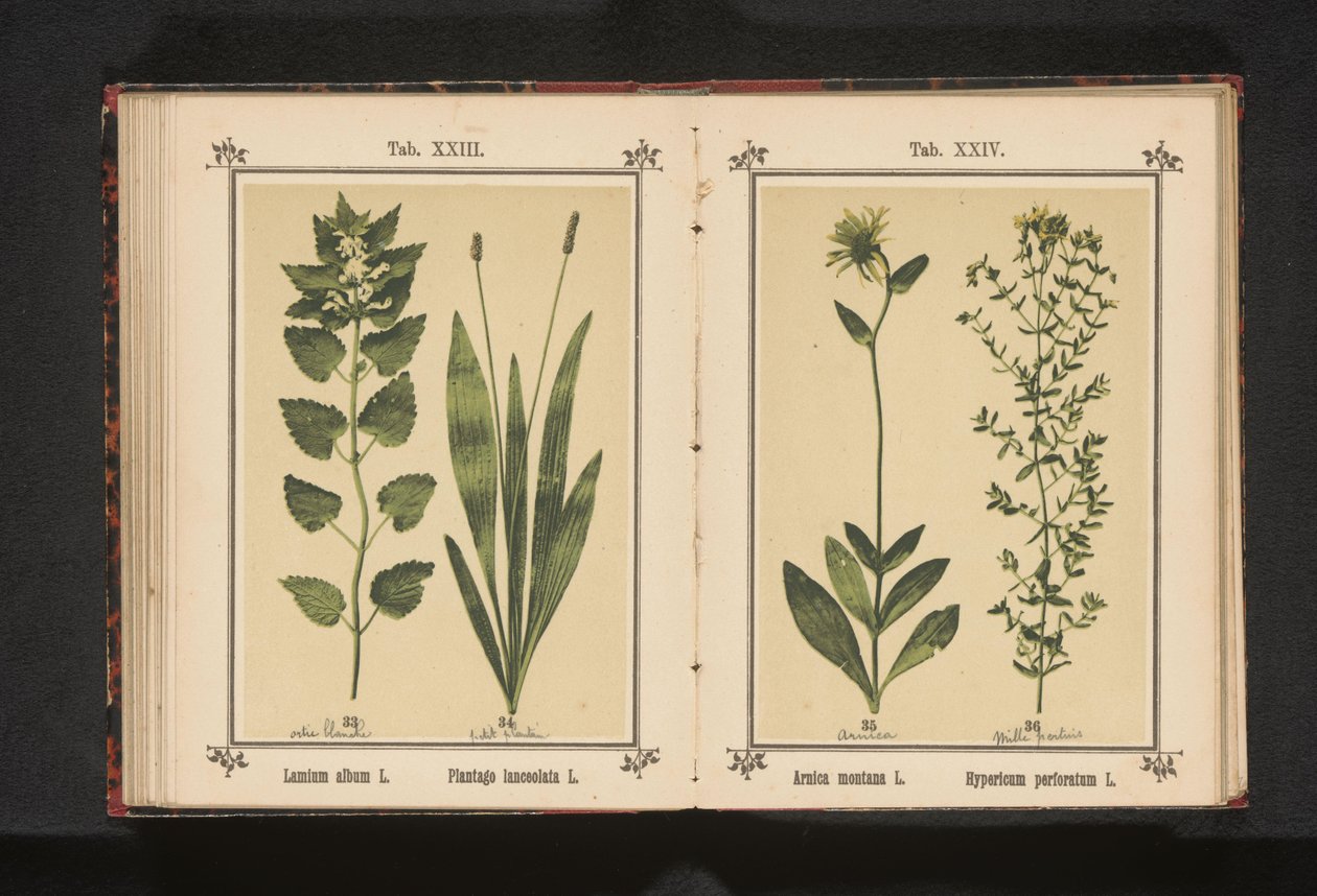 Fehér döglött csalán és keskeny útifű Lamium album L. Plantago lanceolata L. (cím a tárgyon) alkotó: Anonymous