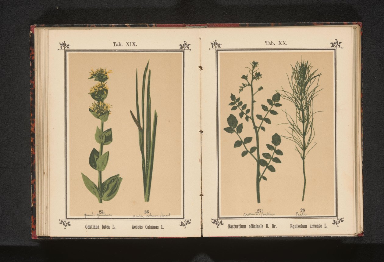 Fehér vízitorma és zsurló Nasturtium officinale R. Br. Equisetum arvense L. (cím a tárgyon) alkotó: Anonymous