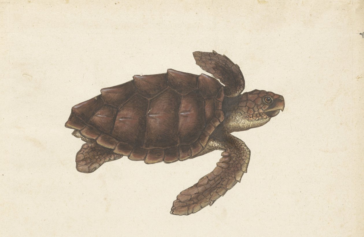 Zeeschildpad Tortugas – Eretmochelys imbricata / Hawksbill Turtle / karetschildpad (cím a tárgyon) Lombard album (sorozat címe) alkotó: Anonymous