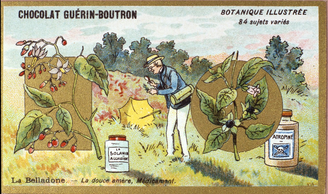 Belladonna: az édes keserű, gyógyszer. Metszet (chromo). Reklám kromolitográfiája Guerin-Boutron csokoládékhoz, 19. század vége. Illustree Botanikai sorozat. alkotó: Anonymous Anonymous