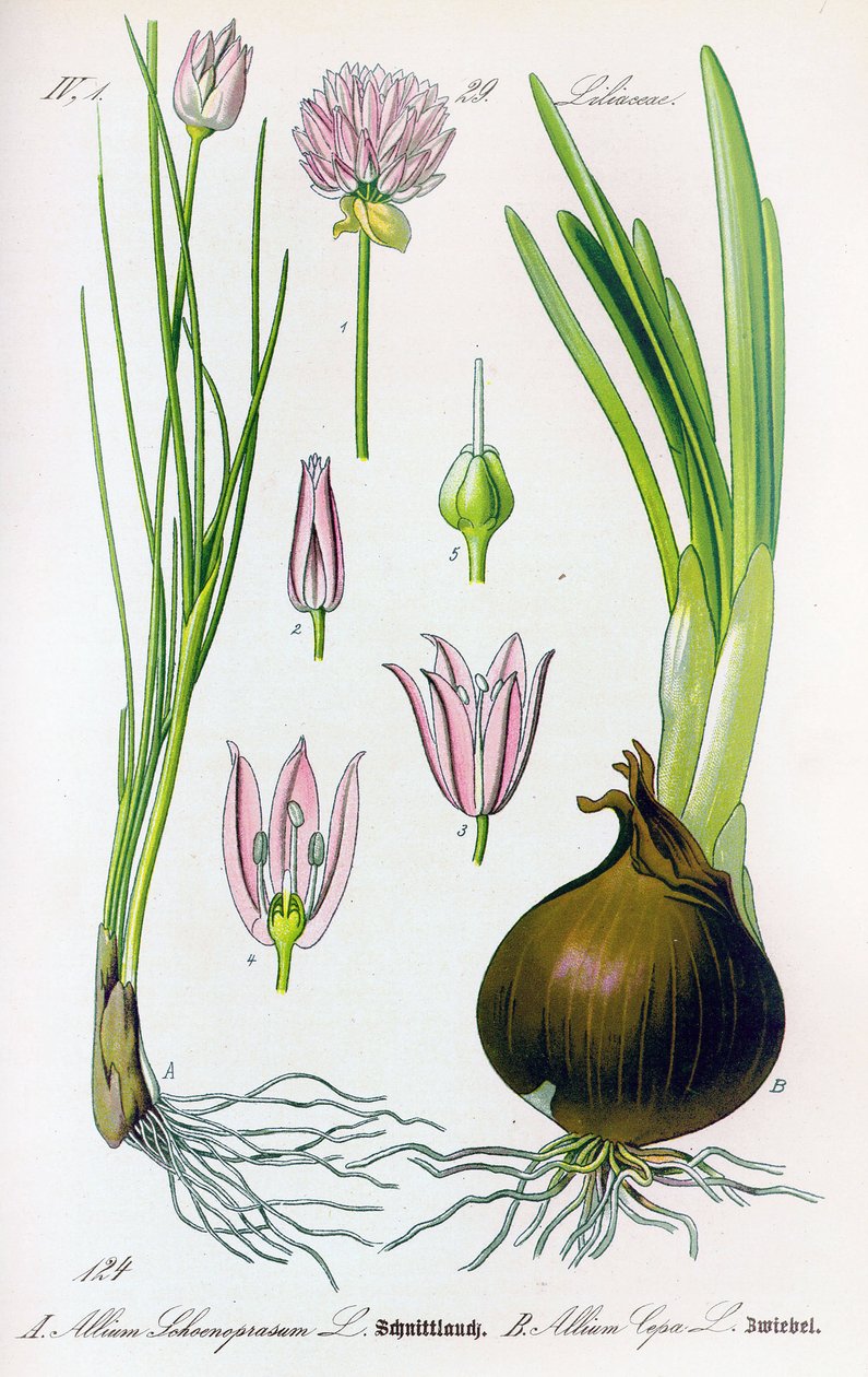 Botanikai tábla: Allium schoenoprasum (snidling) és allium cepa (hagyma). 29. tábla Magángyűjtemény alkotó: Anonymous Anonymous