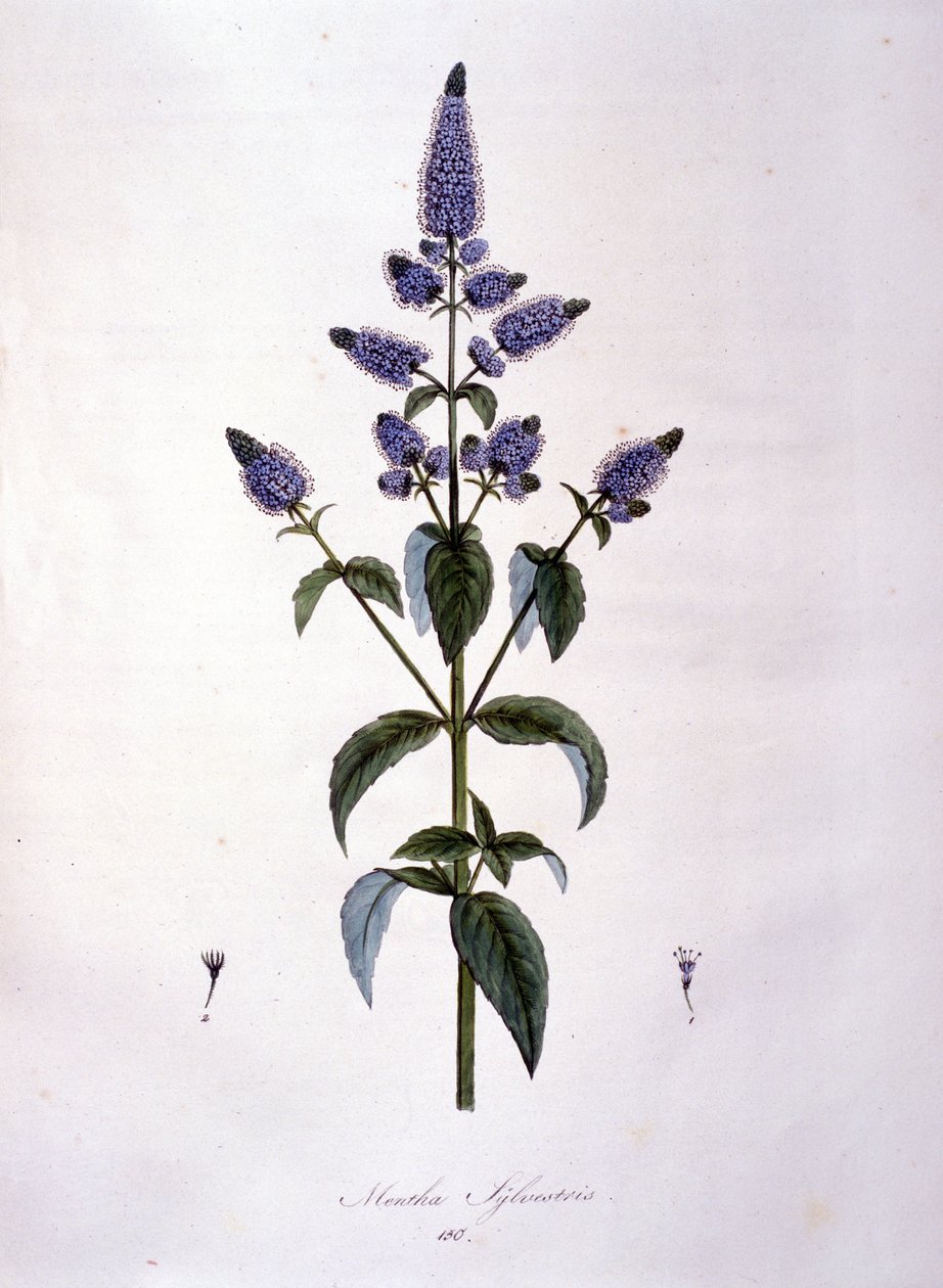 Botanikai tábla: vadmenta (mentha sylvestris). 19. századi metszet. alkotó: Anonymous Anonymous