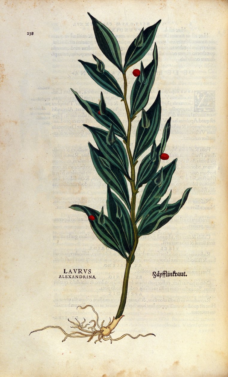 Botanikai lemez: laurus alexandrina (Laurier d