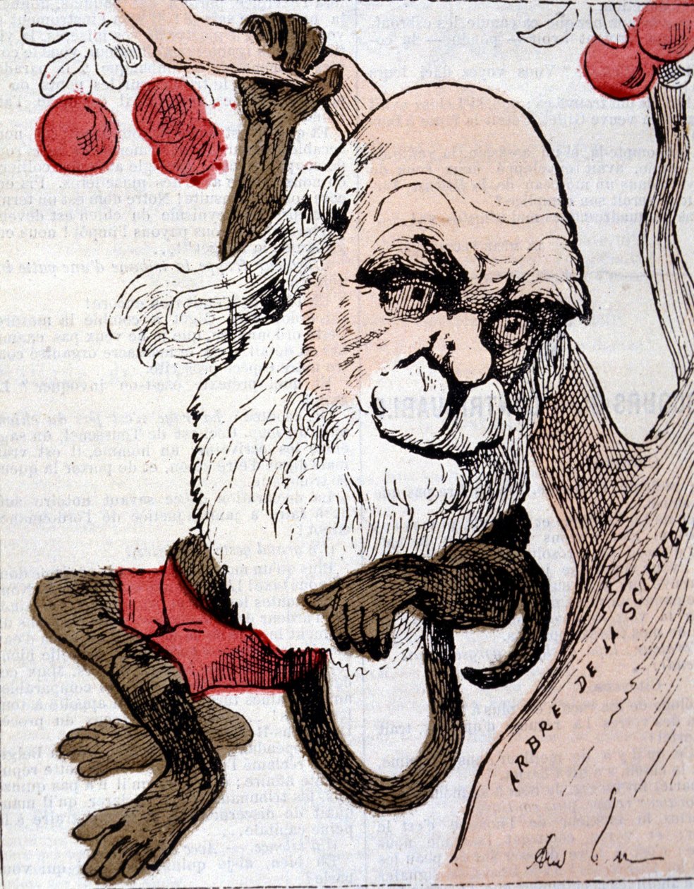 Charles Robert Darwin (1809-1882) karikatúrája a "La Lune"-ban alkotó: Anonymous Anonymous