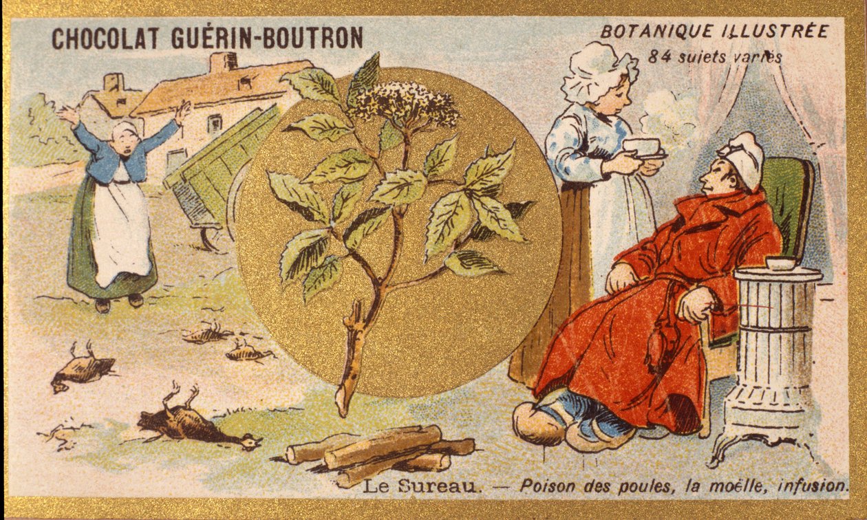 Bodza: tyúkok mérge, velő, infúzió. Metszet (chromo). Reklám kromolitográfiája Guerin-Boutron csokoládékhoz, 19. század vége. Illustree Botanikai sorozat. alkotó: Anonymous Anonymous