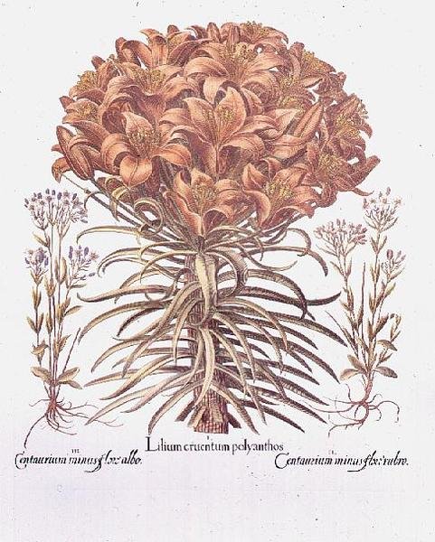 Lily and Centaurea, német alkotó: Anonymous Anonymous
