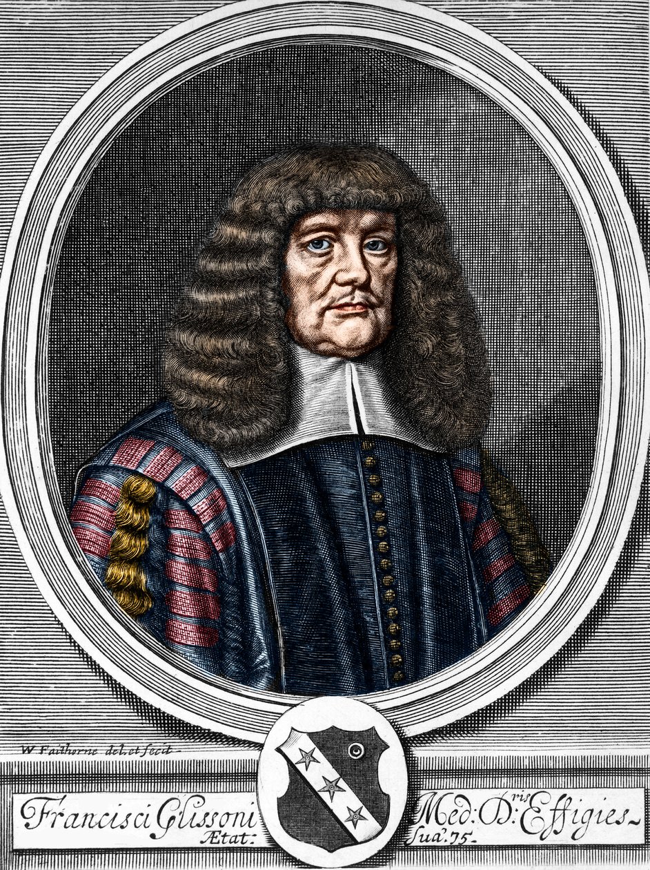 Francis Glisson (1599-1677) brit orvos, anatómus portréja. alkotó: Anonymous Anonymous