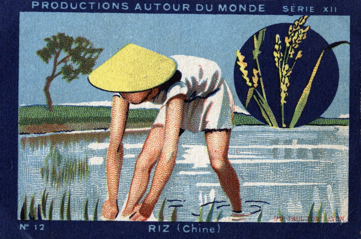 Termelések szerte a világon: rizs Kínában. 1933-as kromolitográfia a „” Joseph-Milliat Albumban” alkotó: Anonymous Anonymous