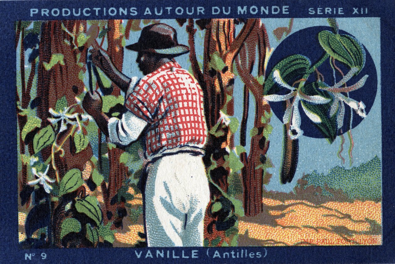 Produkciók szerte a világon: Vanília Nyugat-Indiában. 1933-as kromolitográfiája a „Joseph-Milliat Albumban” alkotó: Anonymous Anonymous