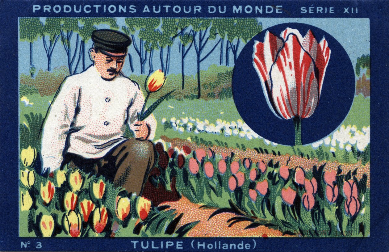 Termelések szerte a világon: tulipán Hollandiában. 1933-as kromolitográfiája a „Joseph-Milliat Albumban” alkotó: Anonymous Anonymous