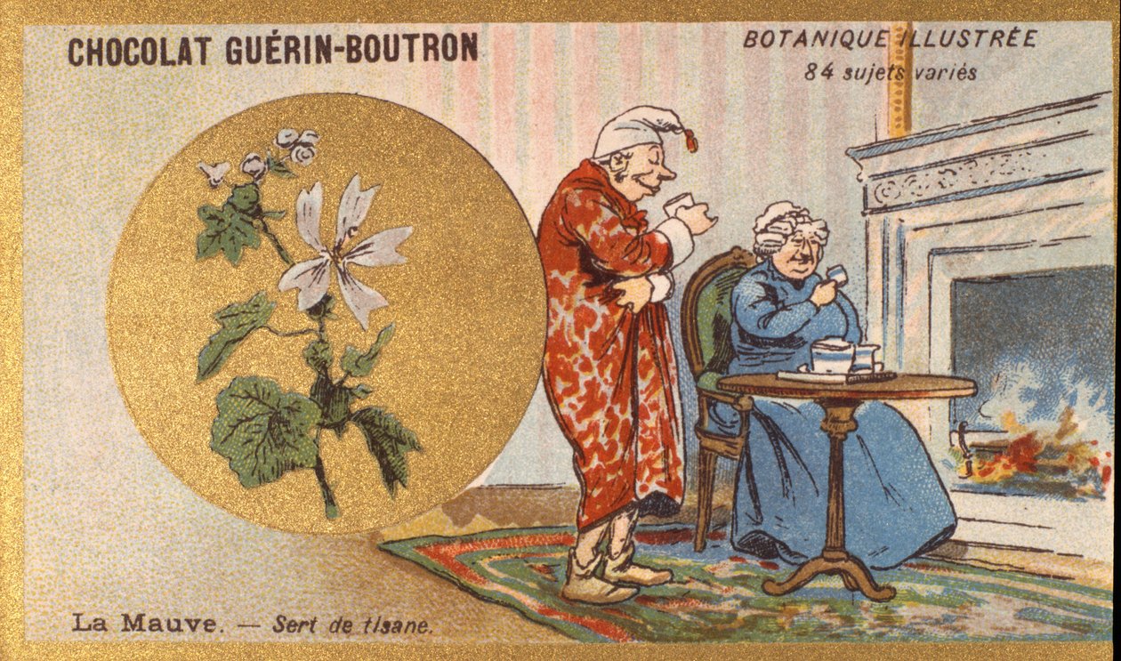 A lila egy gyógynövény tea. Metszet (chromo). Reklám kromolitográfiája Guerin-Boutron csokoládékhoz, 19. század vége. Illustree Botanikai sorozat. alkotó: Anonymous Anonymous