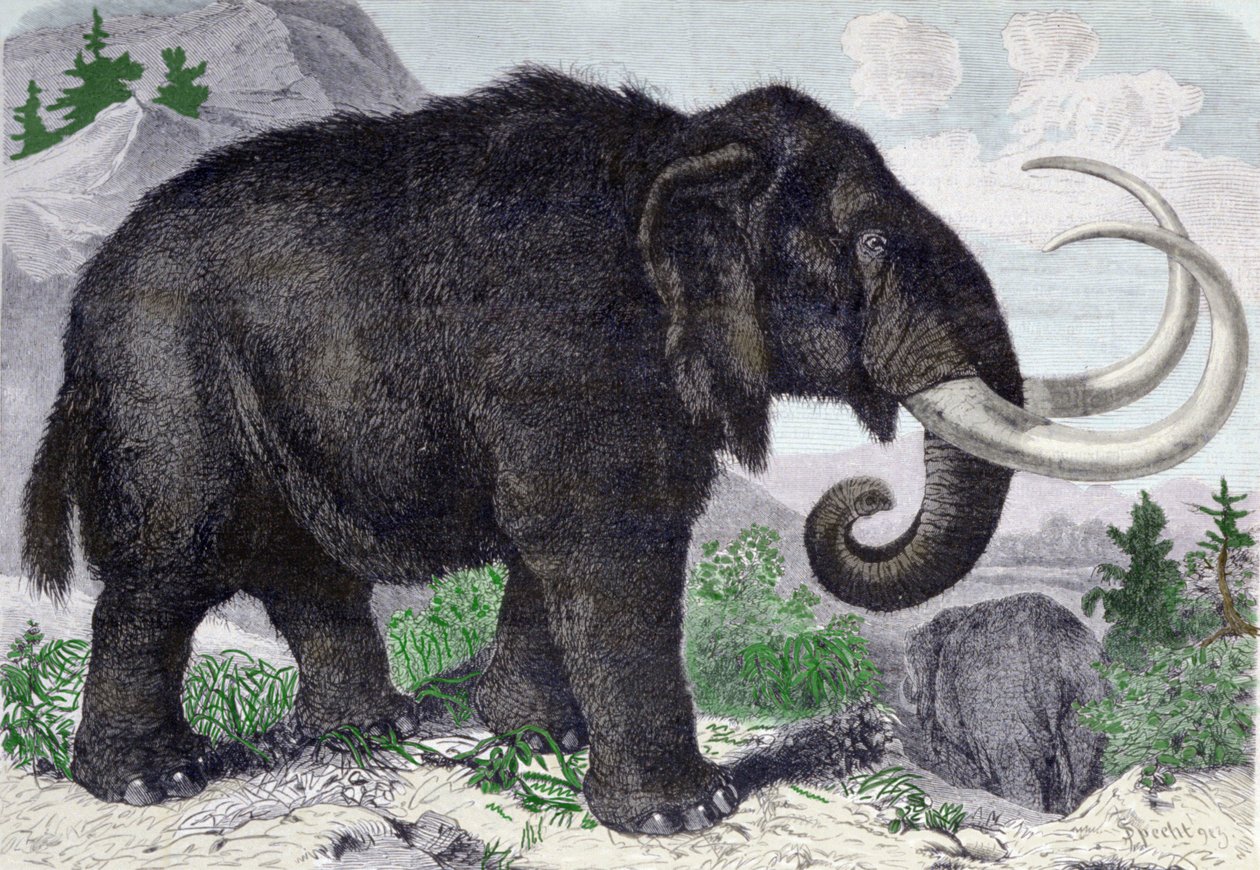 Egy mamut ábrázolása. Adams, a Szentpétervári Akadémia tagjának felfedezései nyomán készült újra. Metszet 1867-ből. . alkotó: Anonymous Anonymous