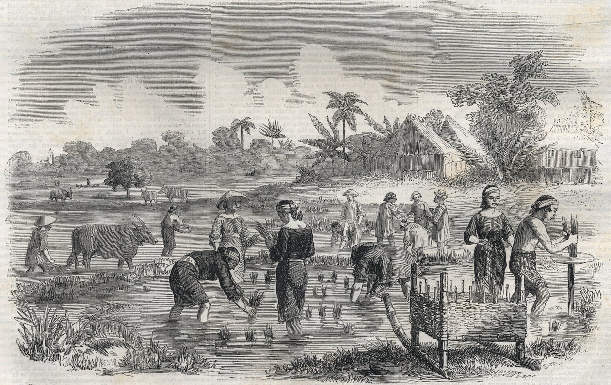 Rizstermesztés Manilában (Manilla) a Fülöp-szigeteken 1864-ben. (Rizs ültetése Manillában) Anonymous metszet. Magángyűjtemény. alkotó: Anonymous Anonymous