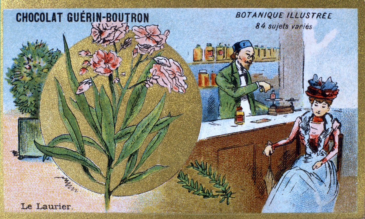 A babér. Metszet (chromo). Reklám kromolitográfiája Guerin-Boutron csokoládékhoz, 19. század vége. Illustree Botanikai sorozat. alkotó: Anonymous Anonymous