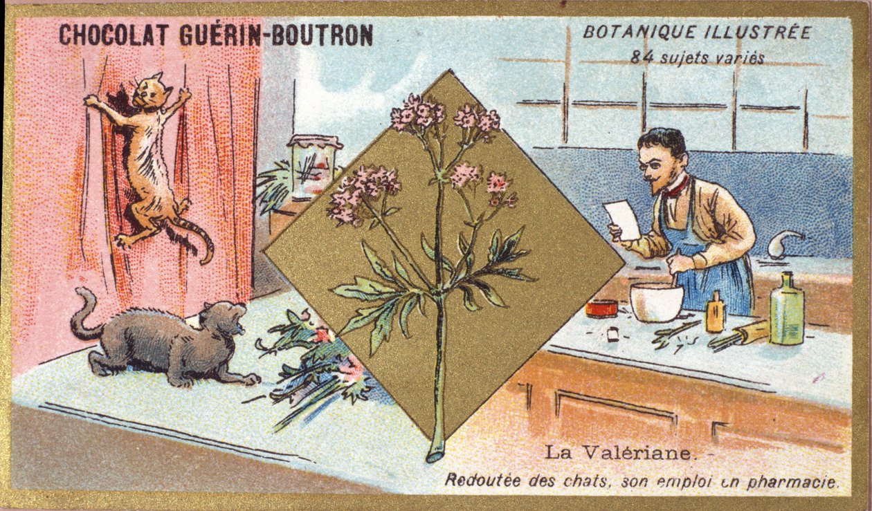 Valerian: fél a macskáktól, gyógyszertári munkája. Metszet (chromo). Reklám kromolitográfiája Guerin-Boutron csokoládékhoz, 19. század vége. Illustree botanikai sorozat. alkotó: Anonymous Anonymous
