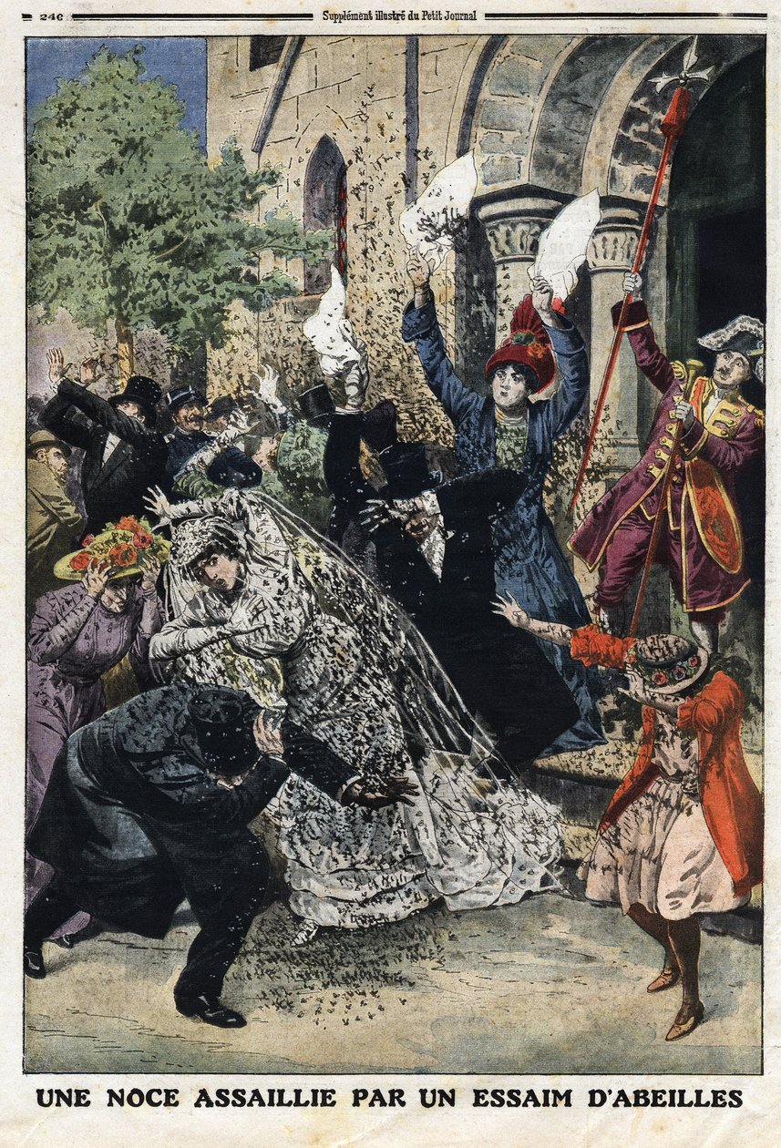 Esküvőt egy méhraj támadta meg. Metszet a „Le Petite Journal”-ban, 1912.07.28. Magángyűjtemény. alkotó: Anonymous Anonymous