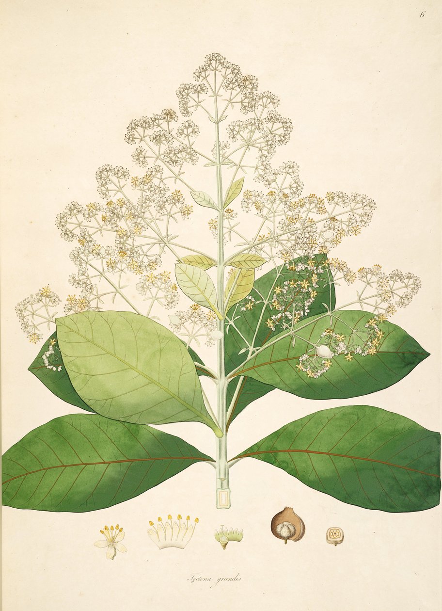 A Tectona grandis, Lamiaceae illusztrációja alkotó: anonymus