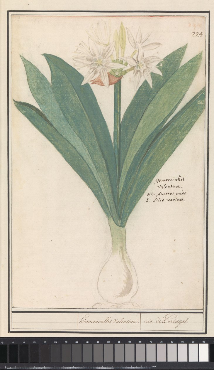 Amarillisz (Hippeastrum) heromocallis Valentina / írisz Portugáliából (cím a tárgyon) alkotó: Anselmus Boëtius de Boodt
