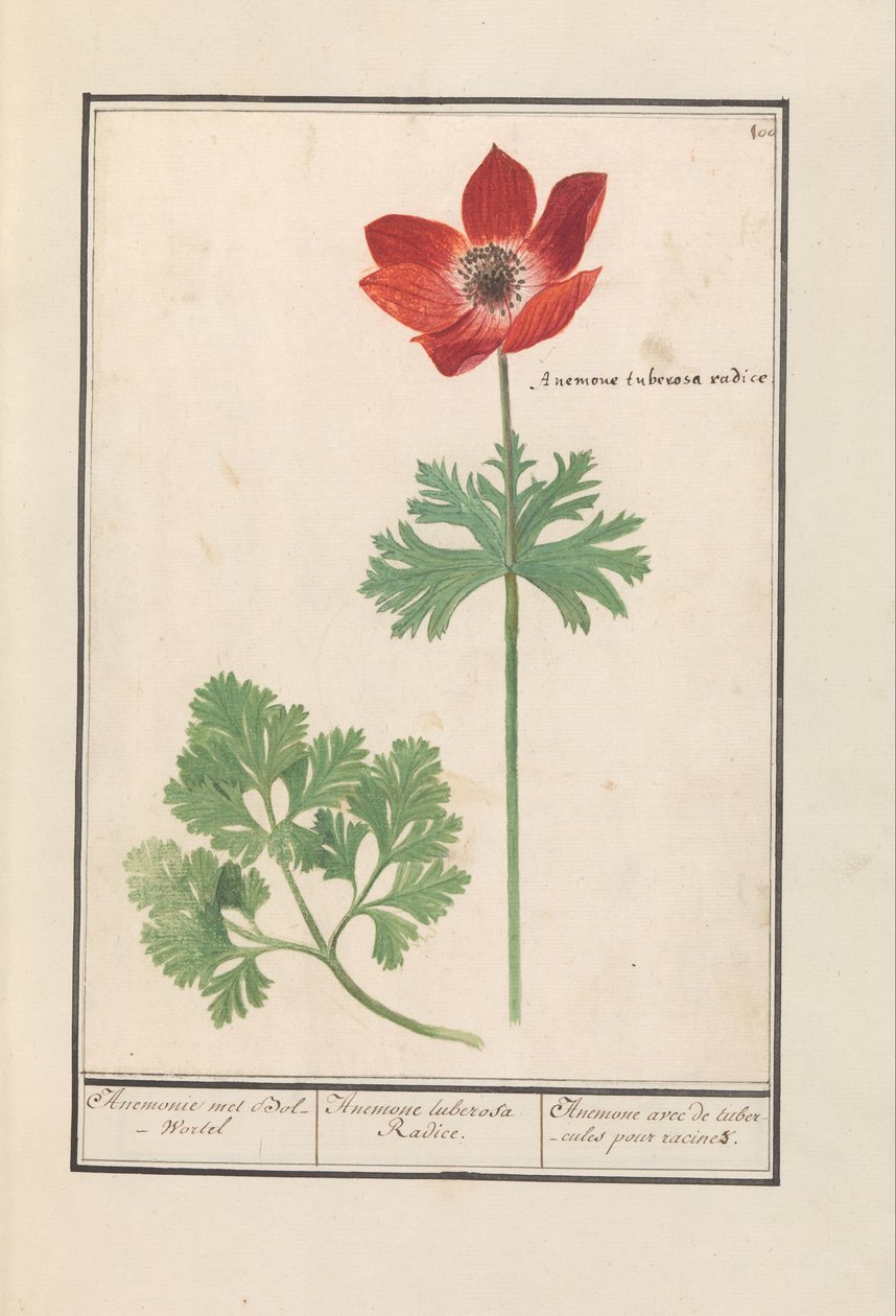 Kökörcsin (Anemone) Anemone találkozott Bol-Wortel / Anemone tuberosa Radice. / Anemone gumókkal a gyökerekhez (cím a tárgyon) alkotó: Anselmus Boëtius de Boodt