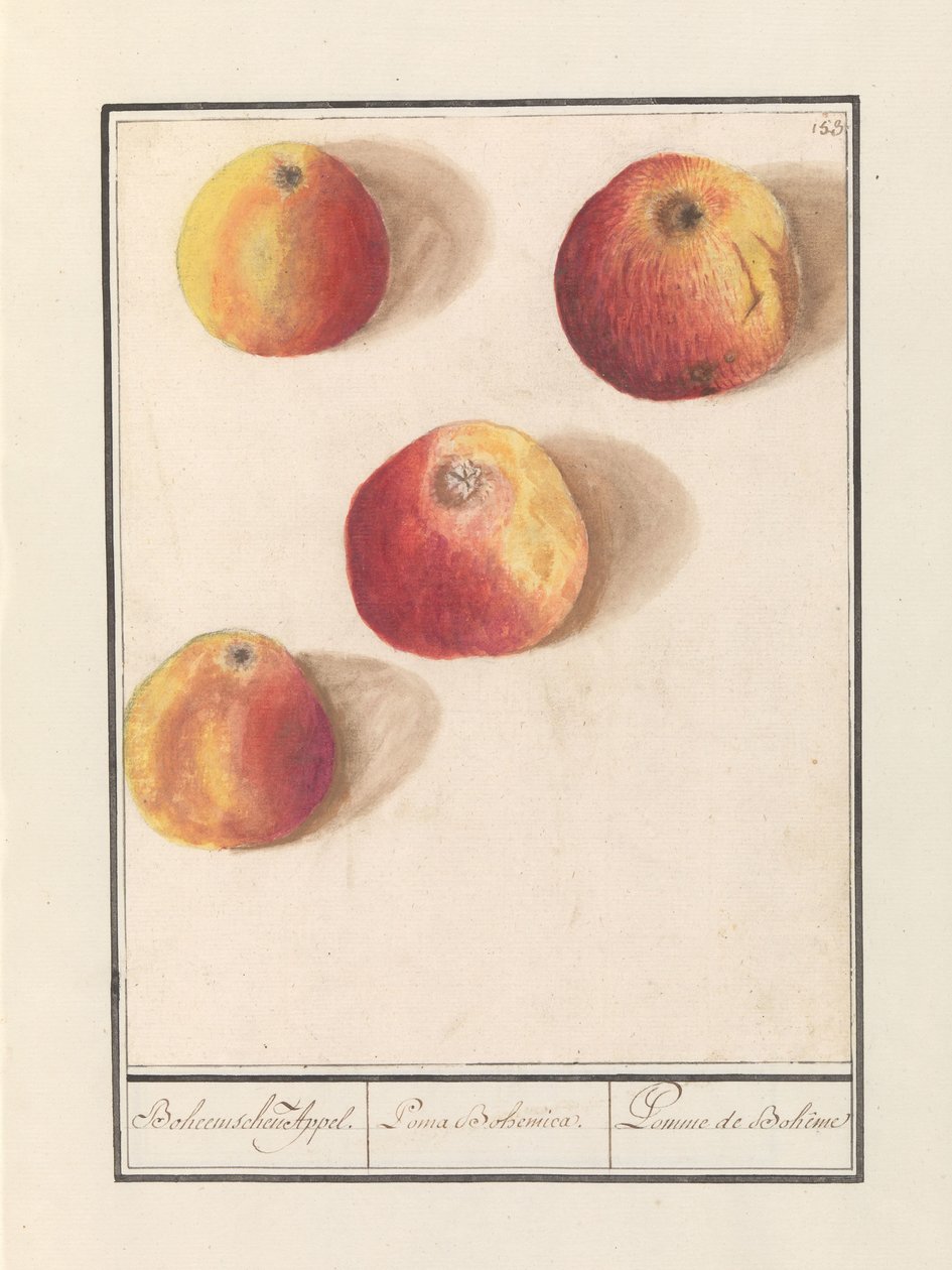 Alma (Malus domestica) Bohém vonzerő. / Poma Bohemica. / Pomme de Bohême (cím a tárgyon) alkotó: Anselmus Boëtius de Boodt