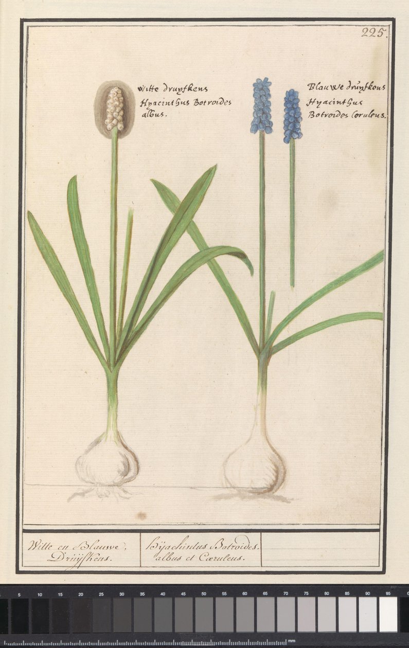 Szőlő jácintok (Muscari botryoides) Fehér és kék Druijfkens. / Dhijachintus Botroides. albus et coeruleus (cím a tárgyon) alkotó: Anselmus Boëtius de Boodt