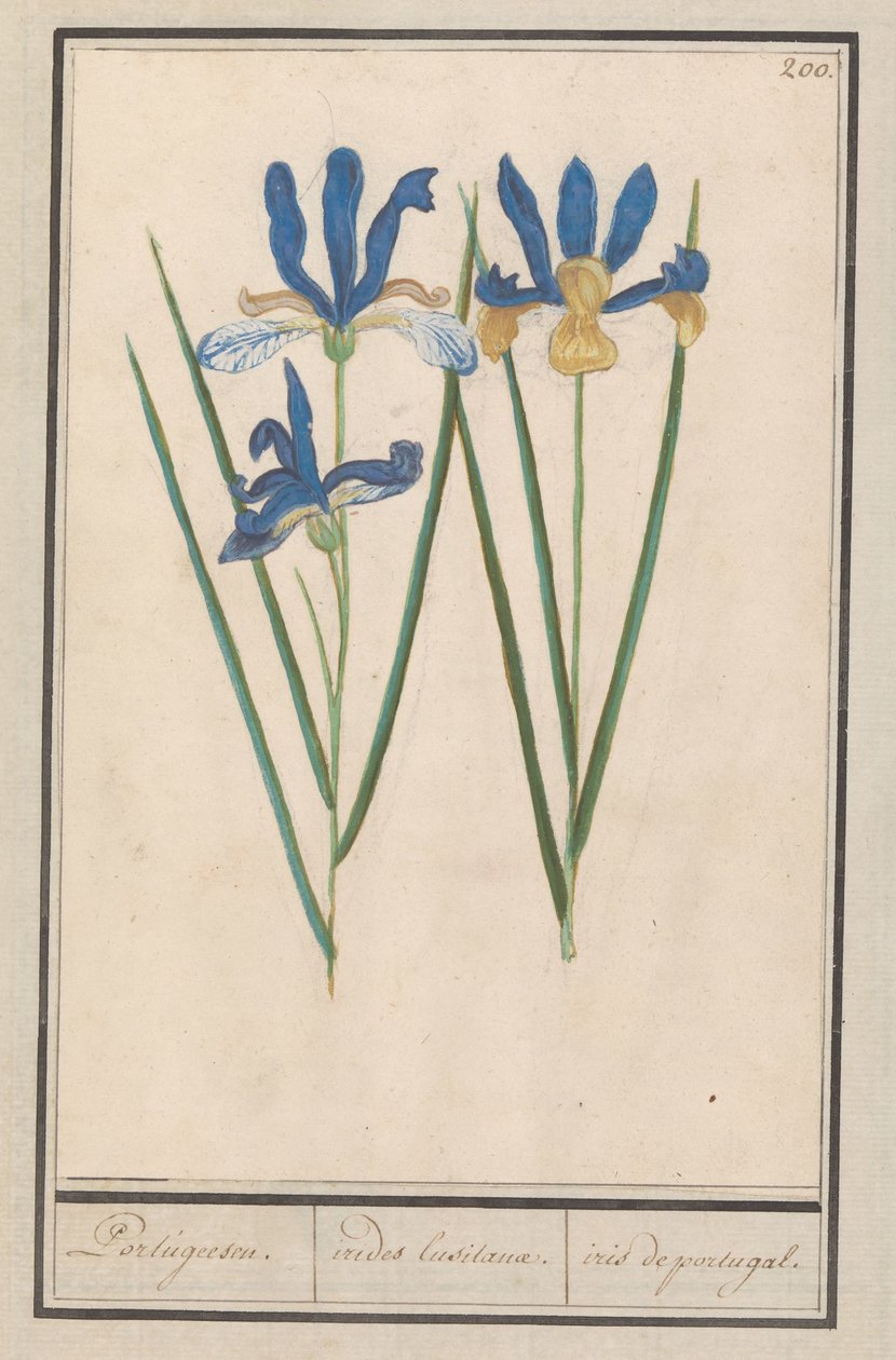 Blauwe lis (Iris sibirica) portugál. / irides lusitanae. / írisz portugália. (cím a tárgyon) alkotó: Anselmus Boëtius de Boodt