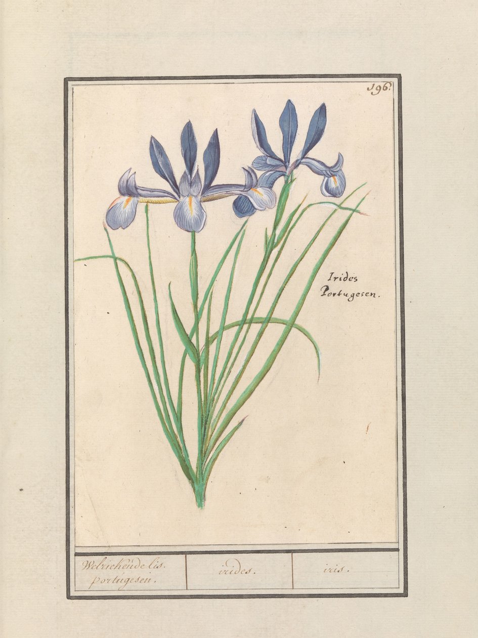 Kék írisz (Iris sibirica) Édes illatú orris. portugál. / szivárványhártya. / írisz. (cím a tárgyon) alkotó: Anselmus Boëtius de Boodt