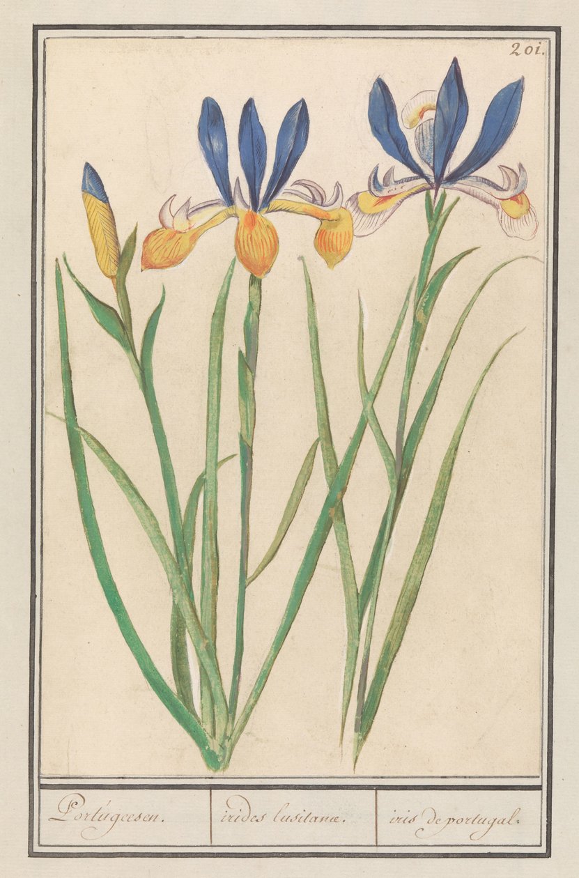 Blauwgele lis (szibériai írisz) portugál / Luzitán szivárványok / írisz Portugáliából (cím a tárgyon) alkotó: Anselmus Boëtius de Boodt