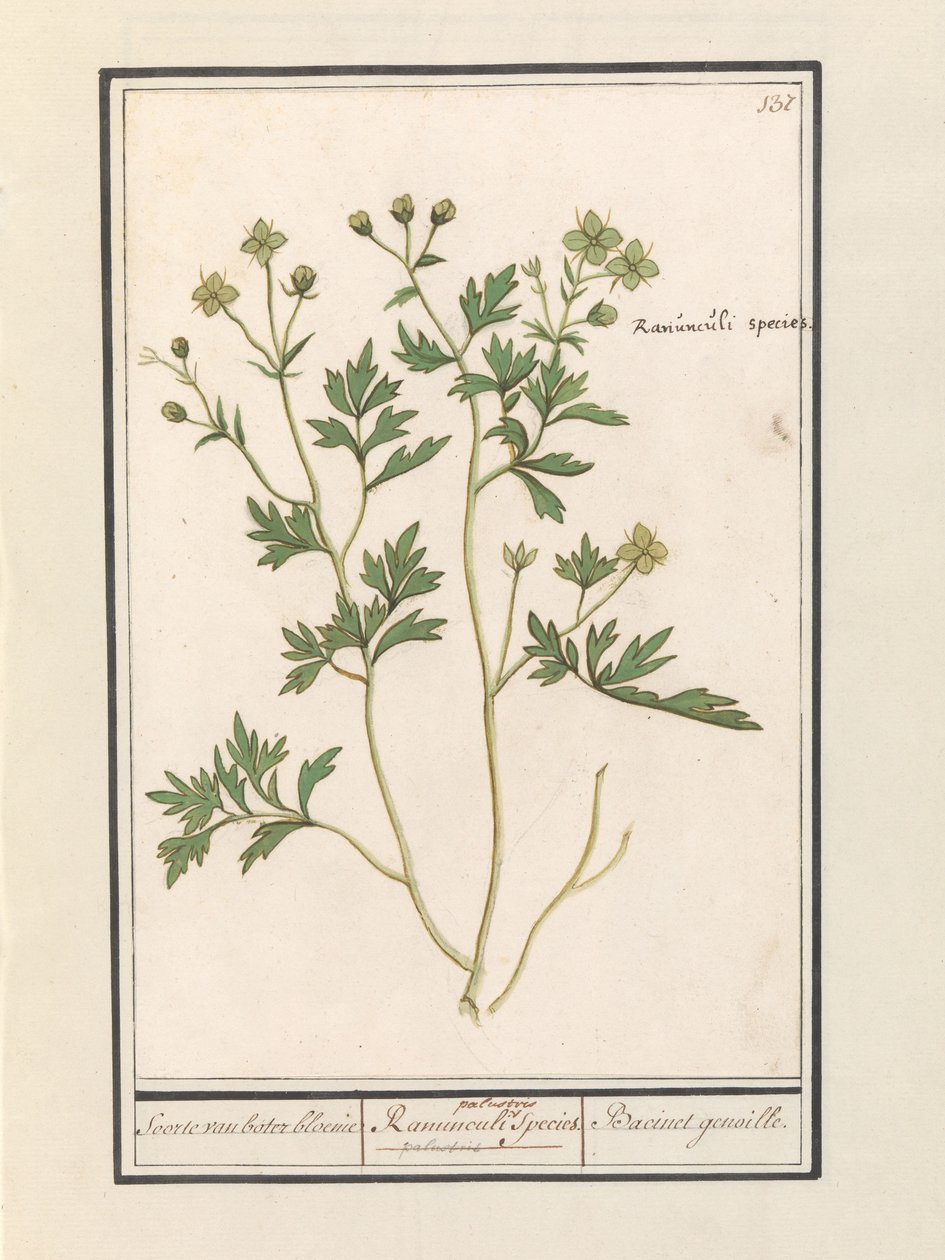 Boglárka (Ranunculus) Boglárka / Ranunculi palustris Faj. / Bacinet genoille. (cím a tételen) alkotó: Anselmus Boëtius de Boodt