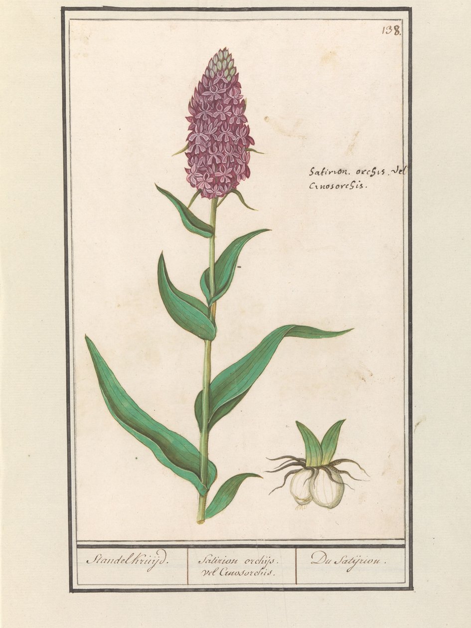 Széles orchis (Dactylorhiza majalis) Standelcruijd. / Satirion orchideák vagy Cynosorchis. / A Satijrion. (cím a tárgyon) alkotó: Anselmus Boëtius de Boodt