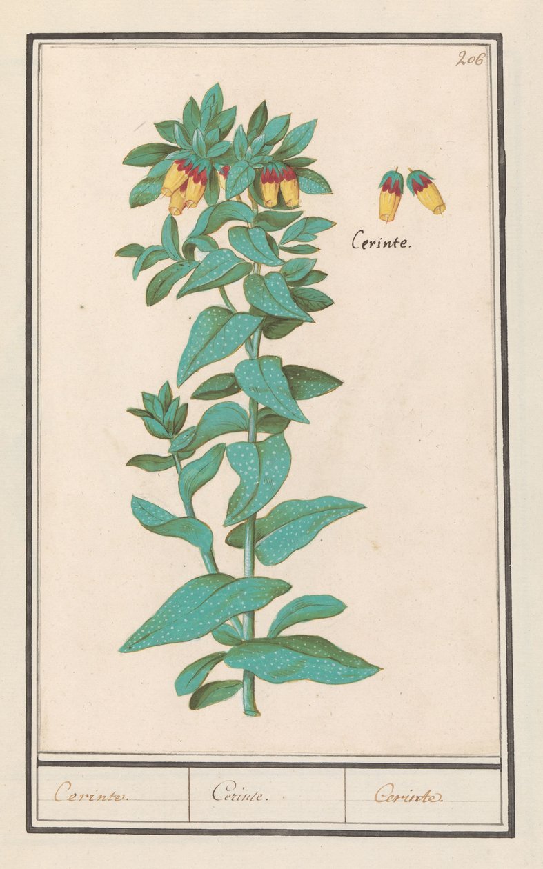 Cerinthe (Cerinthe major) Követelmények. / Követelmények. / Követelmények. (cím a tárgyon) alkotó: Anselmus Boëtius de Boodt
