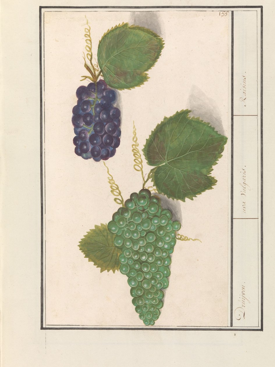 Druif (Vitis vinifera) Druijven. / uva Vulgaris. / Mazsola (cím a tárgyon) alkotó: Anselmus Boëtius de Boodt
