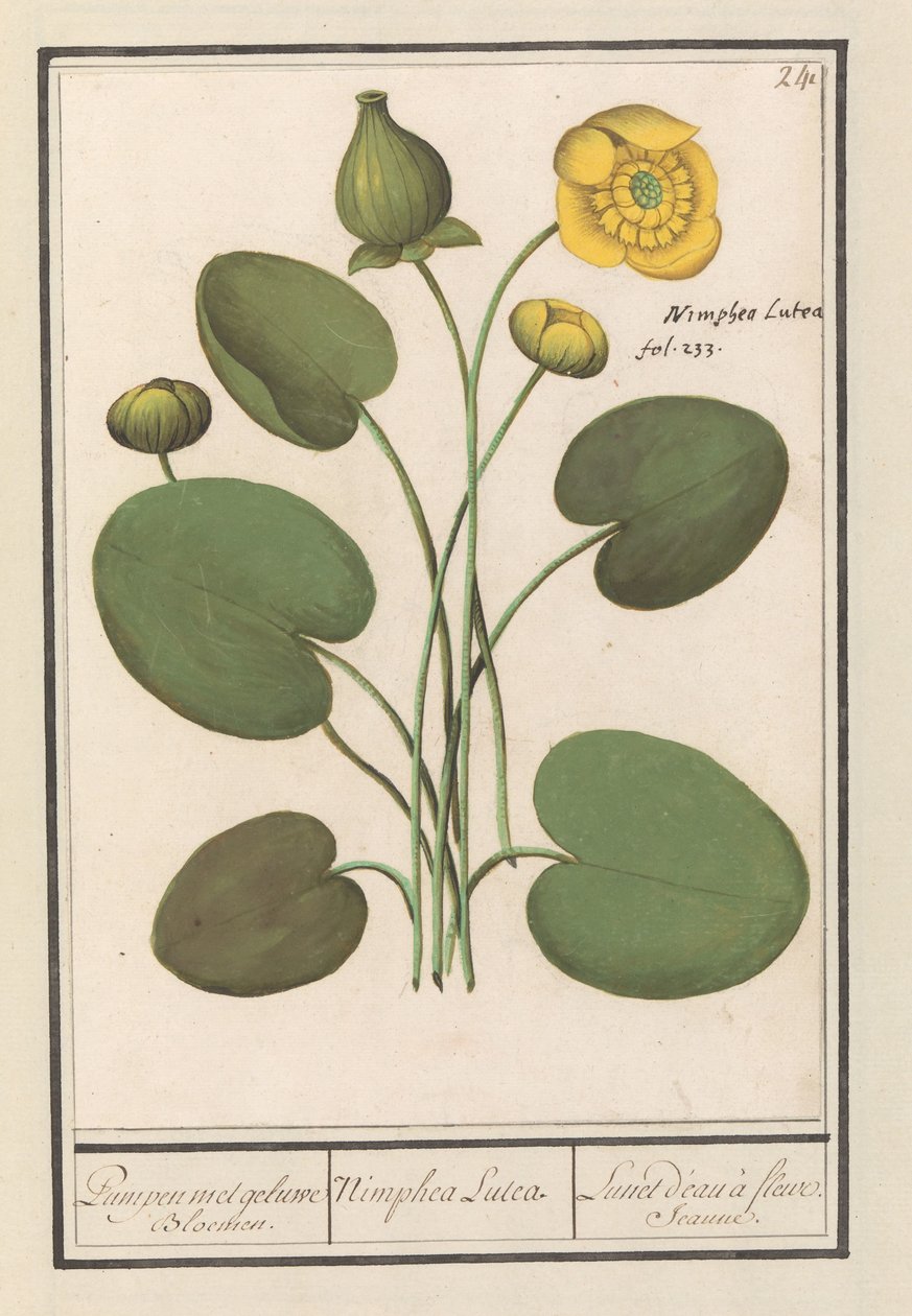 Sárga csomó (Nuphar lutea) Pumpa sárga virágokkal. / Nimphea lutea. / Lunet d