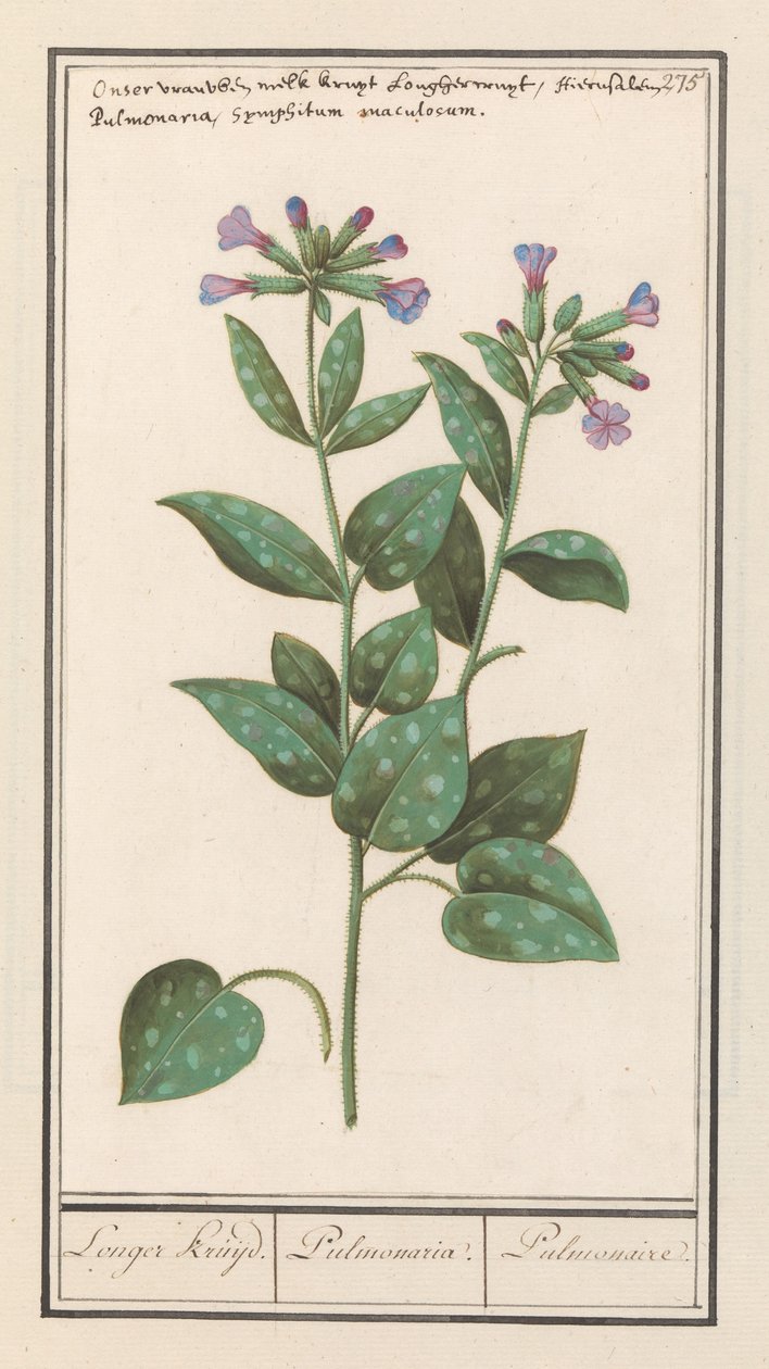 Foltos tüdőfű (Pulmonaria officinalis) Hosszabb fűszer. / Pulmonaria. / Pulmonalis. (cím a tárgyon) alkotó: Anselmus Boëtius de Boodt