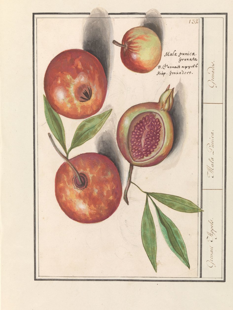 Gránátalma (Punica granatum) Grenaert alma. / Mala Punica. / Gránátok. (cím a tárgyon) alkotó: Anselmus Boëtius de Boodt