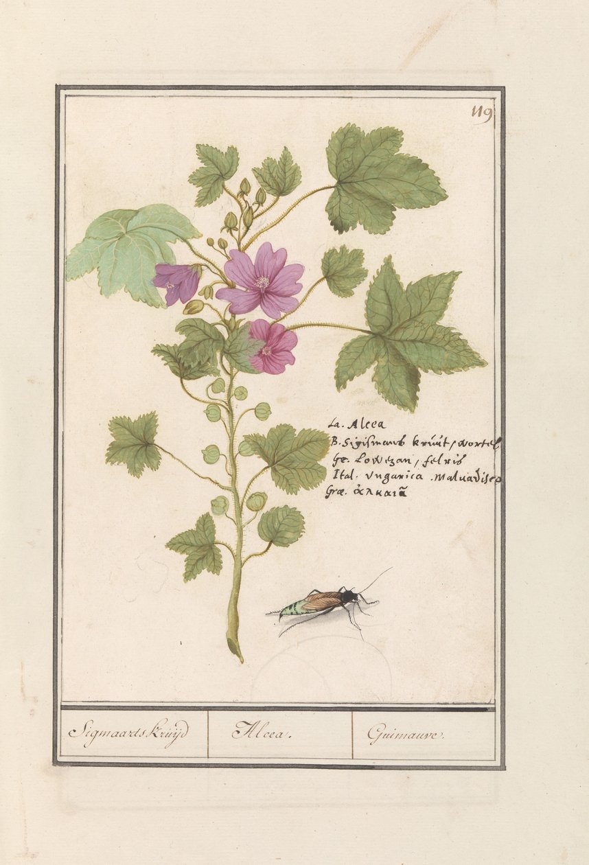 Nagy mályva (Malva sylvestris) Sigmaard gyógynövény / Alcea. / Guimauvre. (cím a tárgyon) alkotó: Anselmus Boëtius de Boodt