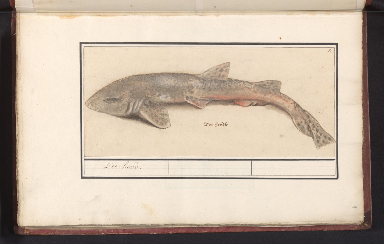 Kutyahal (Scyliorhinus canicula) Tengeri kopó (cím a tárgyon) alkotó: Anselmus Boëtius de Boodt