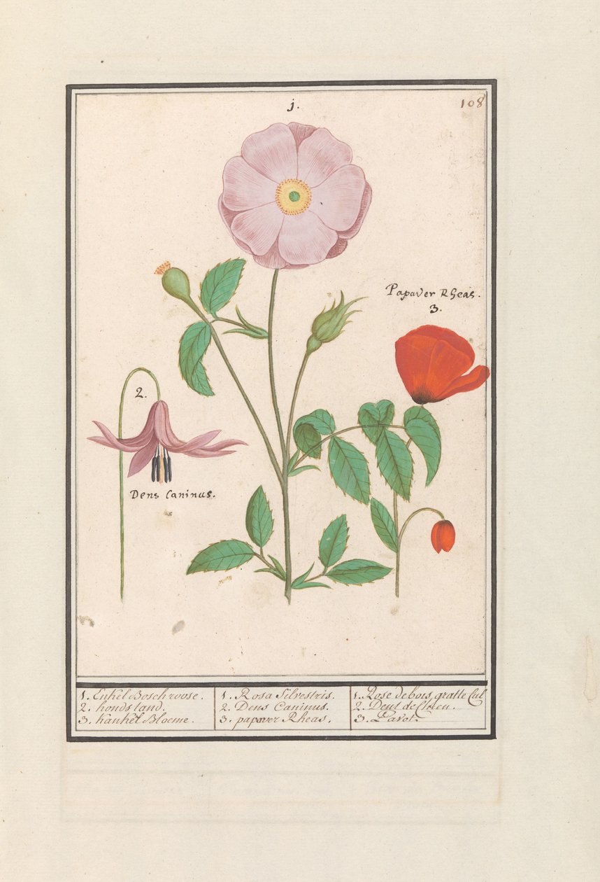 Kutyafog (Erythronium), vadrózsa (Rosa) és mák (Poppy) 1. Csak Bosch rózsa. 2. kutyaállvány. 3. Kankel Bloeme. / 1. Rosa Silvestris. 2. Dens Canisus 3. Poppy Rheas. / 1. Rose de bois gratte cul 2. Dent de Chien. 3. Pavot. (cím a tárgyon) alkotó: Anselmus Boëtius de Boodt