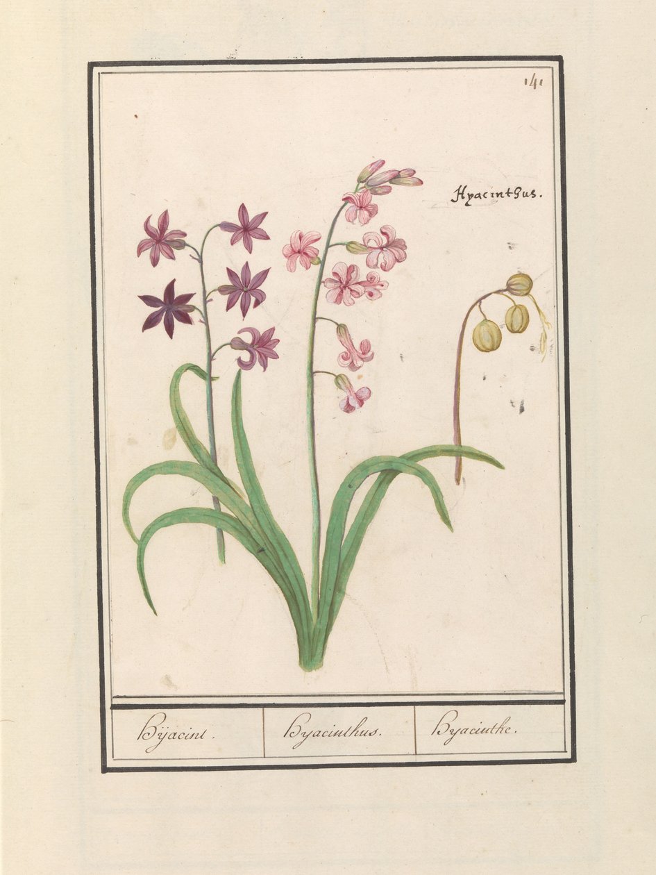 Jácint (Hyacinthus orientalis) Hijacin / Jácint / Jácint (cím a tárgyon) alkotó: Anselmus Boëtius de Boodt