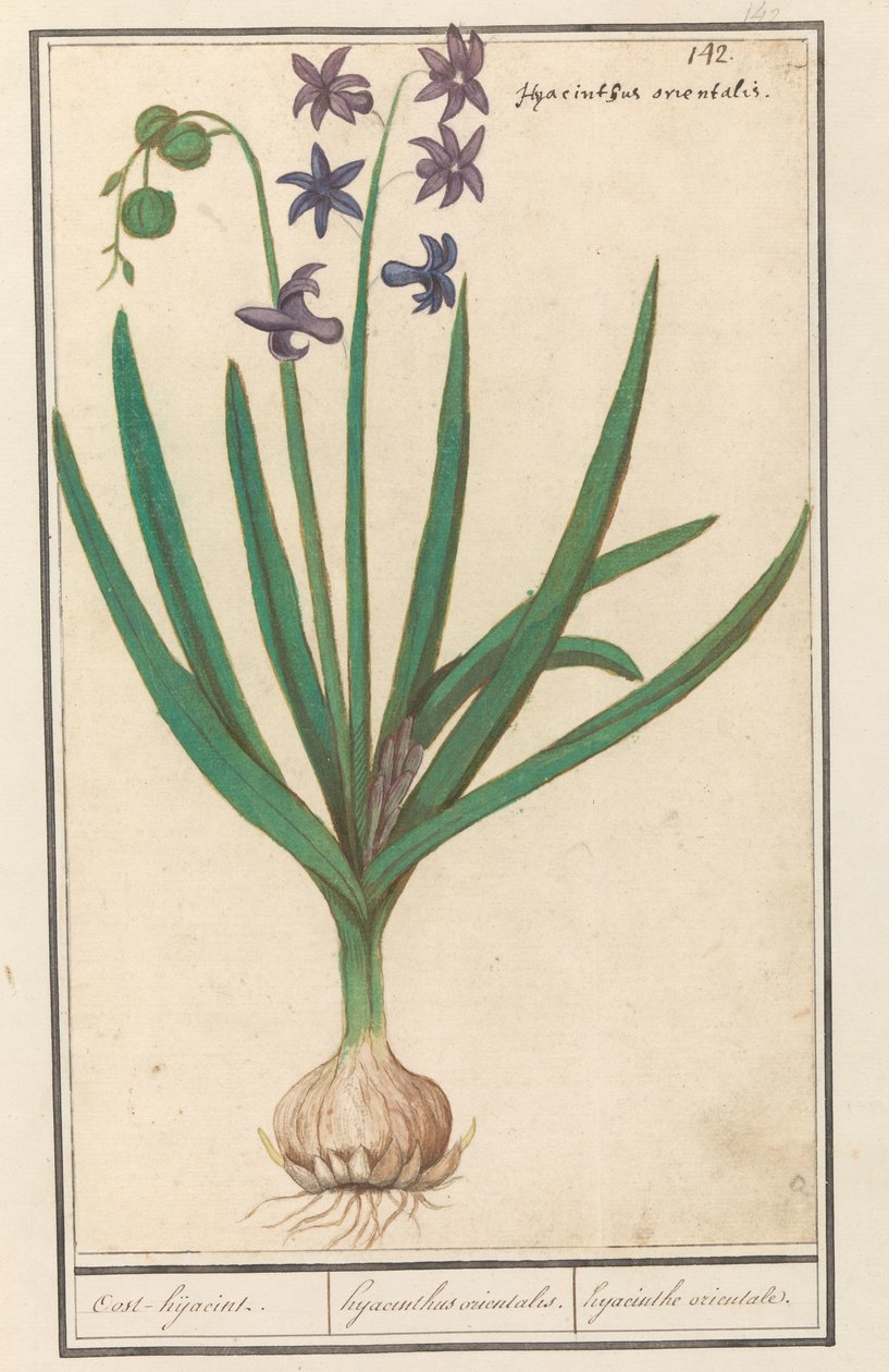 Jácint (Hyacinthus orientalis) Oost-hijacint / Keleti jácint. / keleti jácint (cím a tárgyon) alkotó: Anselmus Boëtius de Boodt