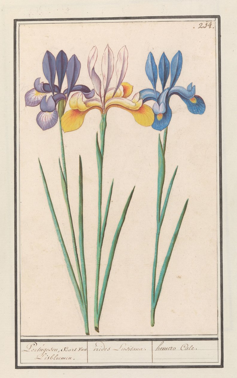 Írisz (Iris siberica) portugál, mint van Lisbloemen. / irides Lusitanae. / hemero Cale. (cím a tárgyon) alkotó: Anselmus Boëtius de Boodt