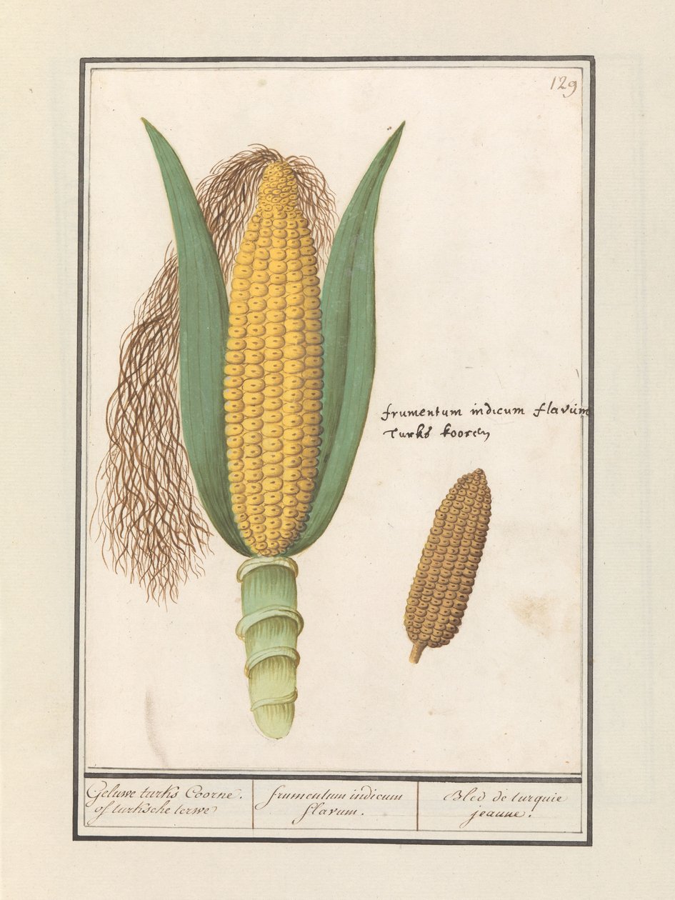 Kukorica (Zea mays) Geluwe turks Coorne. of turksche terwe / sárga indiai kukorica / Bled de turquie jeaune (cím a tárgyon) alkotó: Anselmus Boëtius de Boodt