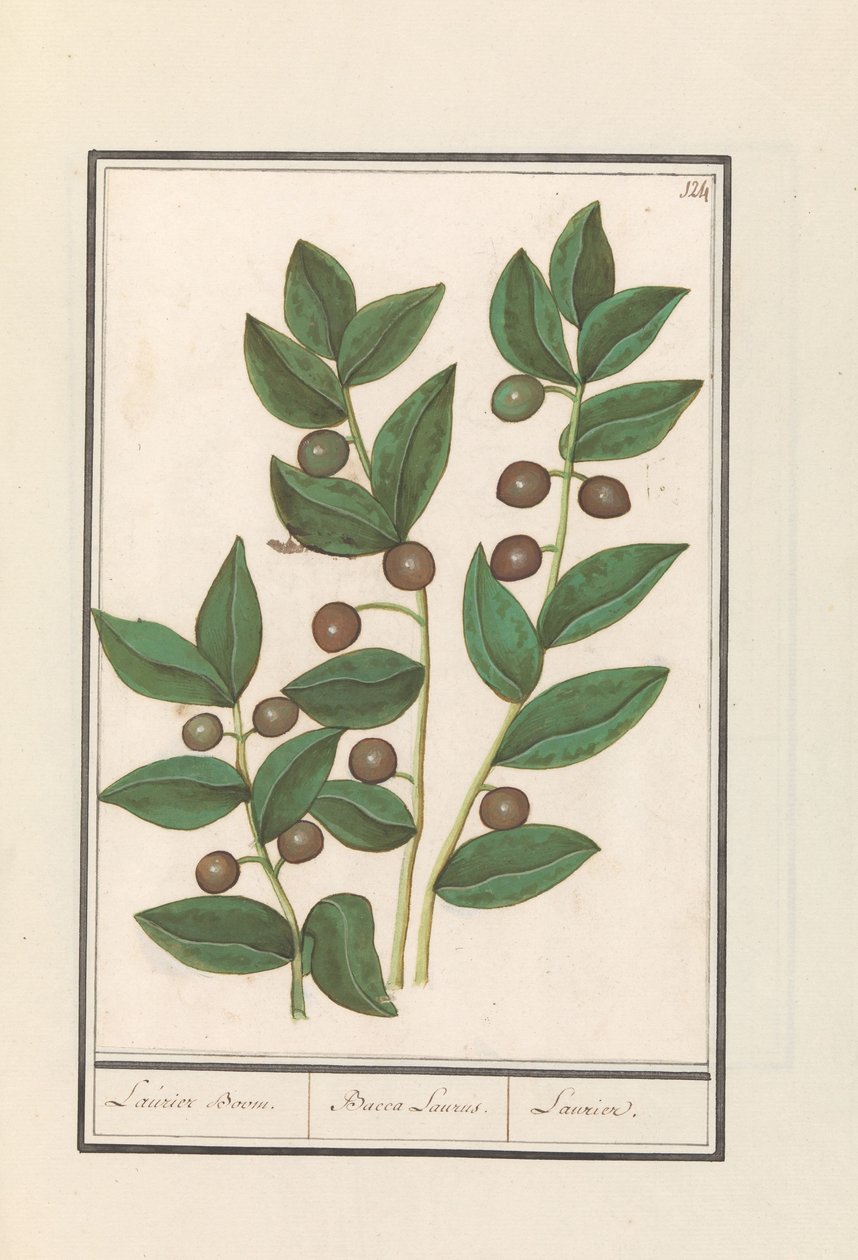 Olíva (Olea europaea) Babérfa. / Bacca Laurus. / Laurel (cím a tárgyon) alkotó: Anselmus Boëtius de Boodt