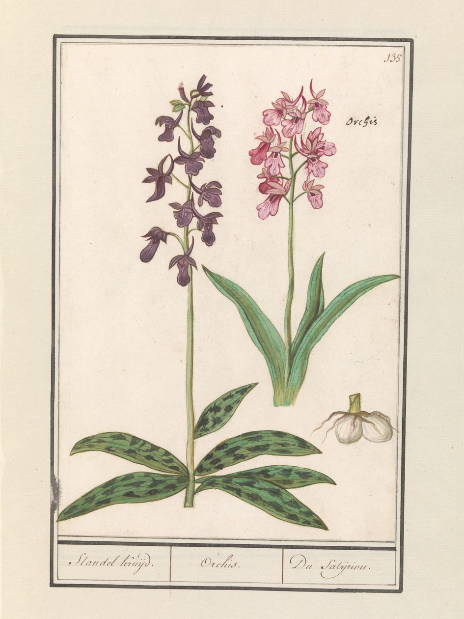 Orchideák (Orchidaceae) Standel Cruise. / Orchis. / A Satijrion. (cím a tárgyon) alkotó: Anselmus Boëtius de Boodt